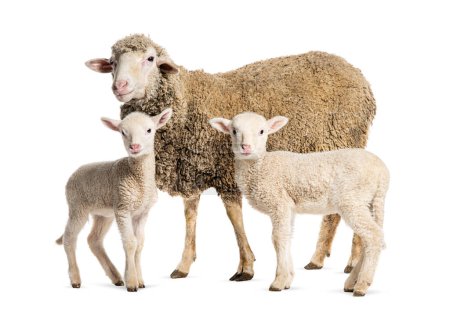 Téléchargez les photos : Brebis Sopravissana moutons avec ses agneaux, isolé sur blanc - en image libre de droit