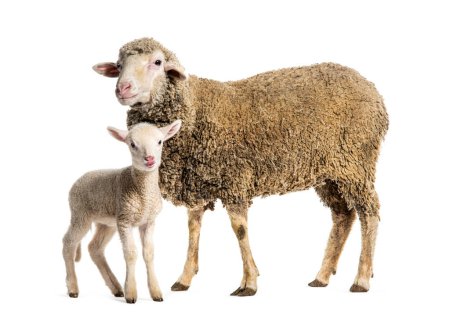 Photo for Ewe Sopravissana sheep with her lamb, isolated on white - Royalty Free Image