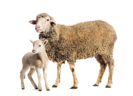 Photo for Ewe Sopravissana sheep with her lamb, isolated on white - Royalty Free Image