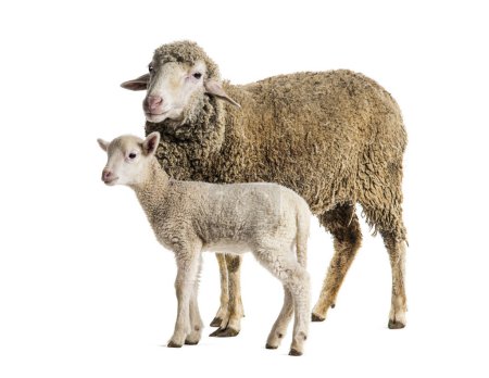 Téléchargez les photos : Brebis Sopravissana mouton avec son agneau, isolé sur blanc - en image libre de droit