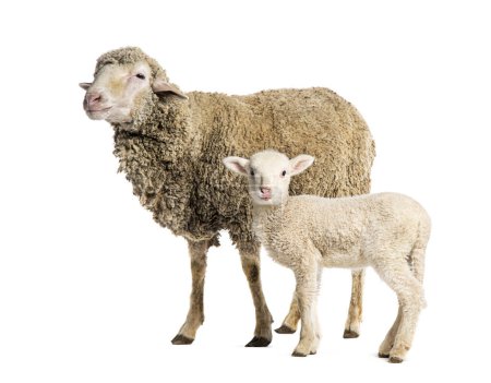 Téléchargez les photos : Brebis Sopravissana mouton avec son agneau, isolé sur blanc - en image libre de droit
