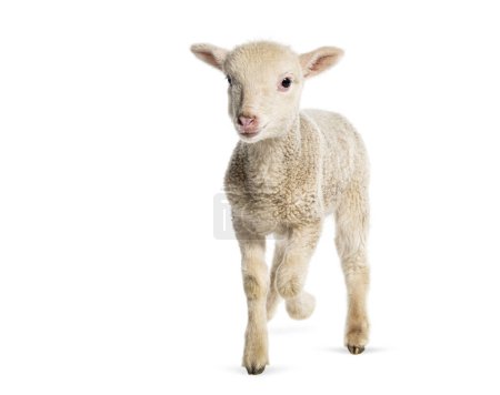 Téléchargez les photos : Agneau Sopravissana mouton, isolé sur blanc - en image libre de droit