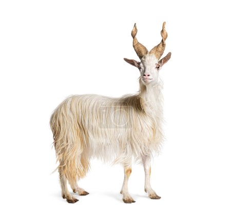 Téléchargez les photos : Chèvre Girgentana femelle, race sicilienne, isolée sur blanc - en image libre de droit