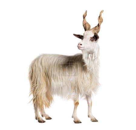 Photo for Female Girgentana goat, sicilian breed, isolated on white - Royalty Free Image