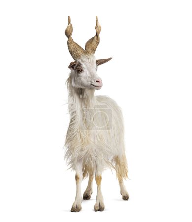 Photo for Female Girgentana goat, sicilian breed, isolated on white - Royalty Free Image
