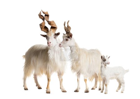 Téléchargez les photos : Chèvre Girgentana mâle, femelle et chevreau, race sicilienne, isolée sur blanc - en image libre de droit