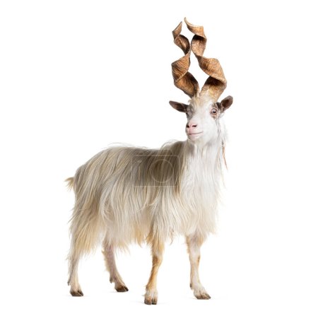 Téléchargez les photos : Chèvre mâle Girgentana, race sicilienne, isolée sur blanc - en image libre de droit