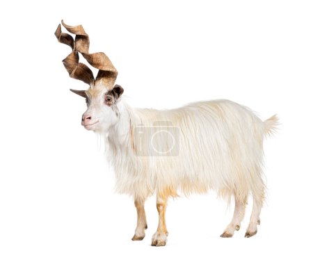 Téléchargez les photos : Chèvre mâle Girgentana, race sicilienne, isolée sur blanc - en image libre de droit