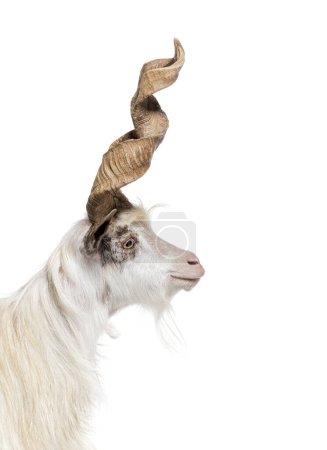 Foto de Cabeza de cabra Girgentana macho con cuernos espirales grandes y altos, raza siciliana, aislada en blanco - Imagen libre de derechos