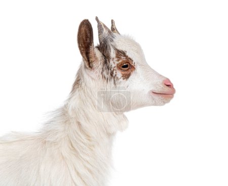 Téléchargez les photos : Jeune enfant Girgentana chèvre, race sicilienne, isolé sur blanc - en image libre de droit