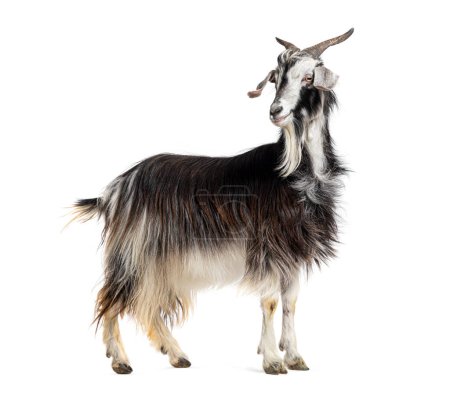 Photo for Female Nicastrese goat, isolated on white - Royalty Free Image