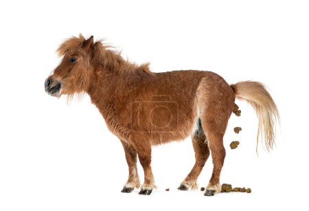 Téléchargez les photos : Vue latérale d'un cheval miniature Falabella déféquant, isolé sur blanc - en image libre de droit