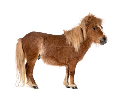 Photo for Falabella, Falabella Miniature Horse, Falabella Pony, Argentine Dwarf, Miniature Horse, Toy Horse - Royalty Free Image