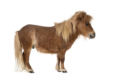 Photo for Falabella, Falabella Miniature Horse, Falabella Pony, Argentine Dwarf, Miniature Horse, Toy Horse - Royalty Free Image