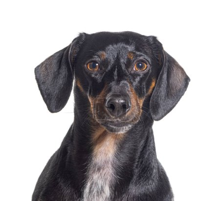 Photo for Head shot of a panting Dachshund dog looking at camera, isolated on white - Royalty Free Image