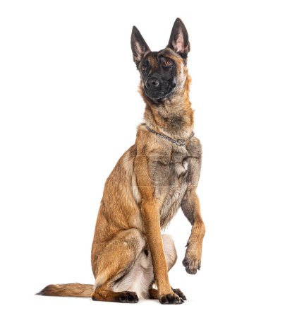 Photo for Belgian shepherd Malinois wearing a collar, looking at the camera and pawing, isolated on white - Royalty Free Image