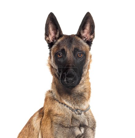 Photo for Head shot of a Belgian shepherd Malinois dog looking at the camera, isolated on white - Royalty Free Image