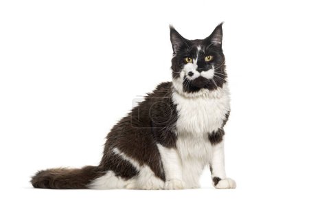 Photo for Profile of a sitting Black and white Maine coon looking at the camera, isolated on white - Royalty Free Image
