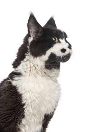 Foto de Profile Head shot of a Black and white Maine coon looking up, isolated on white - Imagen libre de derechos