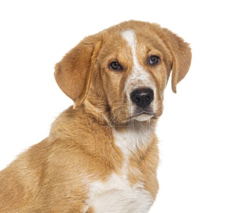 Téléchargez les photos : Tête d'un chien de race mixte, isolé sur blanc - en image libre de droit