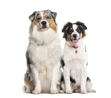 Photo for Two Australian Shepherd sitting together and looking at the camera, Isolated on white - Royalty Free Image