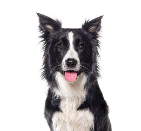Photo for Head shot of a Young Black and white Border collie panting looking at the camera, One year old, Isolated on white - Royalty Free Image