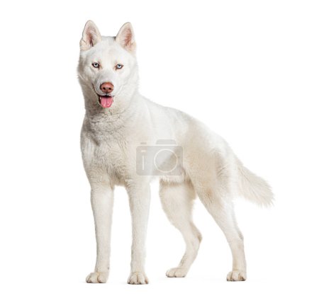 Téléchargez les photos : Vue latérale d'un Husky debout haletant, isoler don blanc - en image libre de droit