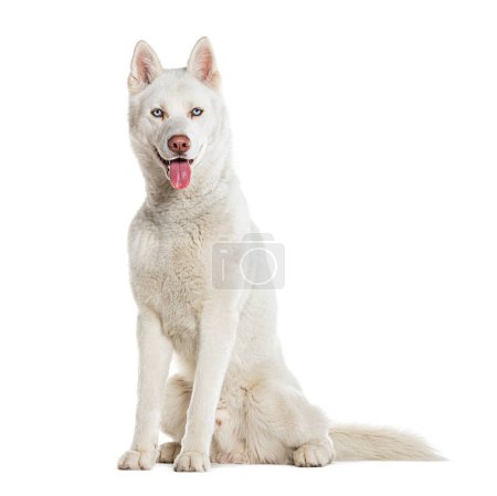 Photo for Sitting blue eyed Husky Panting looking at the camera, isolated on white - Royalty Free Image
