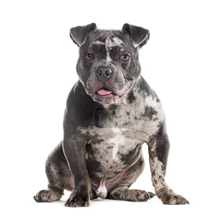 Photo for Merle American Bully sitting in front, panting and looking at the camera, isolated on white - Royalty Free Image