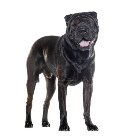 Photo for Panting Black Sharpei standing, isolated on white - Royalty Free Image