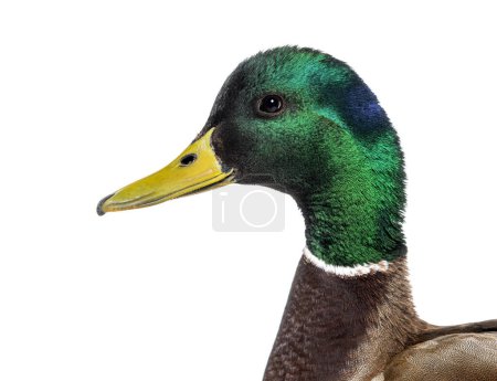 Photo for Head shot of Mallard Duck, Anas platyrhynchos, isolated on white - Royalty Free Image