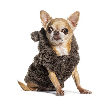 Photo for Sitting Chihuahua wearing a winter coat, Isolated on white - Royalty Free Image