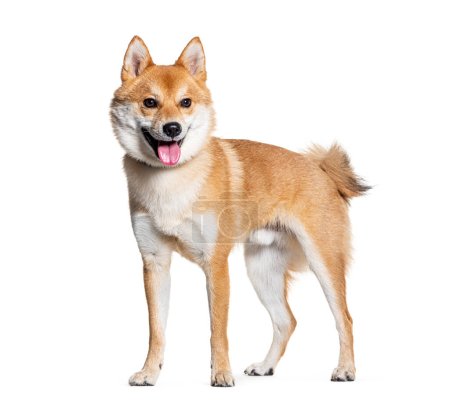 Photo for Side view of a standing Crossbreed dog, crossed with a shiba inu dog, Isolated on white - Royalty Free Image