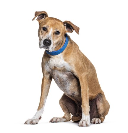 Téléchargez les photos : AmStaff ou American Staffordshire Terrier chien avec un collier assis et regardant la caméra, isolé sur blanc, isolé sur blanc - en image libre de droit