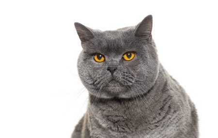 Photo for Head shot of a grey British shorthair with orange eyes looking away, isolated on white - Royalty Free Image