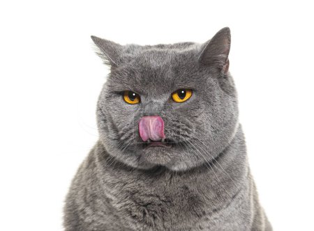 Photo for Head shot of a grey British shorthair with orange eyes licking its lips looking away, isolated on white - Royalty Free Image