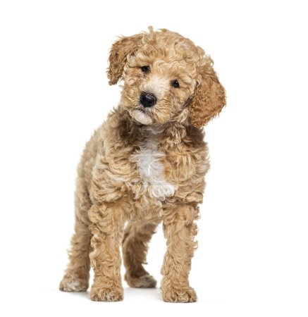 Photo for Labradoodle dog, crossbreed Poodle with labrador, looking at the camera, isolated on white - Royalty Free Image