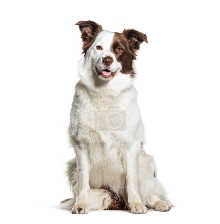Photo for Brown and white Border collie dog panting, looking at camera, isolated on white - Royalty Free Image