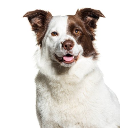 Photo for Head shot of a white and brown Border collie isolated on white - Royalty Free Image