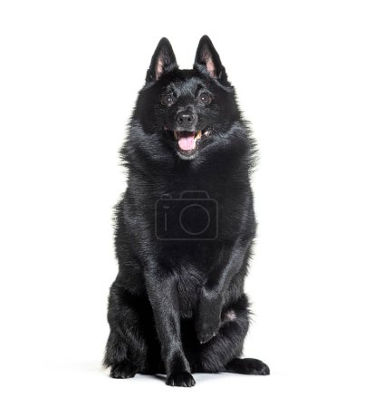 Photo for Black Crossbreed dog panting; isolated - Royalty Free Image