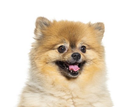 Photo for Head shot of an happy panting Pomeranian, isolated on white - Royalty Free Image