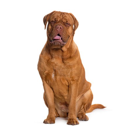 Photo for Sitting and panting Dogue de bordeau, isolated on white - Royalty Free Image