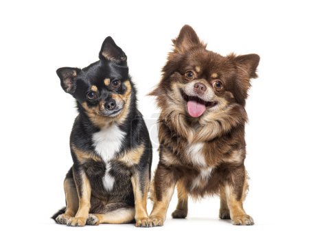Photo for Two dogs, Chihuahua and crossbreed dog, sitting and lookinf-g at the camera, isolated - Royalty Free Image