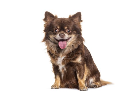 Téléchargez les photos : Joyeux sourire petit brun Chihuahua assis et regardant la caméra, isolé - en image libre de droit