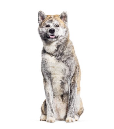Photo for Sitting Akita inu panting and looking at the camera, isolated on white - Royalty Free Image
