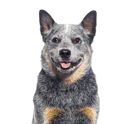 Téléchargez les photos : Tête d'un chien australien isolé sur blanc - en image libre de droit