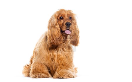 Photo for Red Cocker spaniel panting, sitting in front of a white background - Royalty Free Image