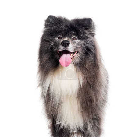 Photo for Long haired akita inu, isolated on white - Royalty Free Image