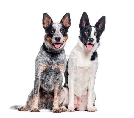 Photo for Australian Cattle Dog and a mongrel dog, isolated on white - Royalty Free Image