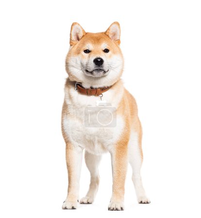 Téléchargez les photos : Shiba inu portant un collier pour chien, isolé sur blanc - en image libre de droit